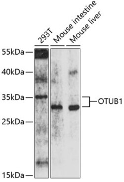 ABclonal Technology&nbsp;OTUB1 Rabbit pAb
