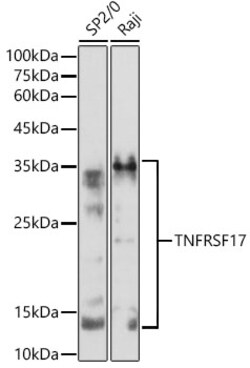 ABclonal Technology&nbsp;TNFRSF17 Rabbit pAb
