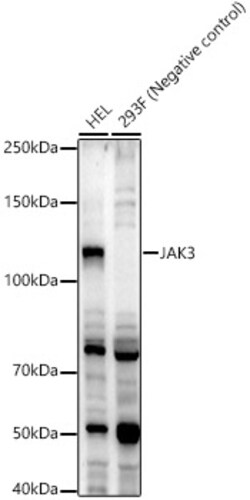 ABclonal Technology&nbsp;JAK3 Rabbit pAb