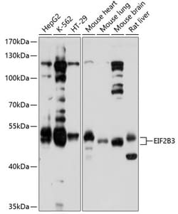ABclonal Technology&nbsp;EIF2B3 Rabbit pAb