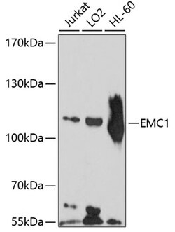 ABclonal Technology&nbsp;EMC1 Rabbit pAb