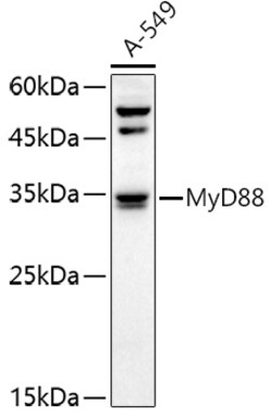 ABclonal Technology&nbsp;MyD88 Rabbit pAb