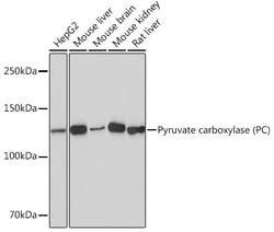 ABclonal Technology&nbsp;Pyruvate carboxylase (PC) Rabbit mAb