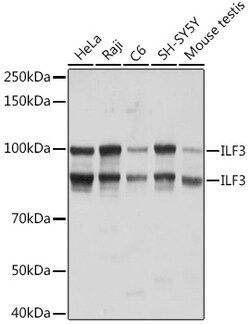 ABclonal Technology&nbsp;ILF3 Rabbit mAb