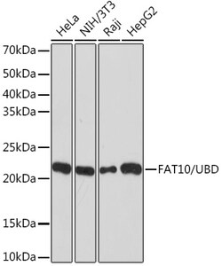 ABclonal Technology&nbsp;FAT10/UBD Rabbit mAb