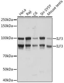 ABclonal Technology&nbsp;ILF3 Rabbit mAb