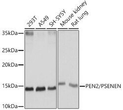ABclonal Technology&nbsp;PEN2/PSENEN Rabbit mAb