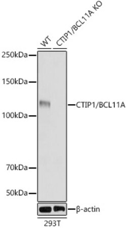 ABclonal Technology&nbsp;[KO Validated] CTIP1/BCL11A Rabbit mAb