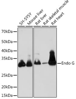 ABclonal Technology&nbsp;Endo G Rabbit mAb