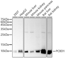 ABclonal Technology&nbsp;PCBD1 Rabbit mAb