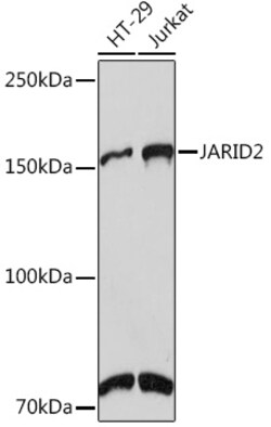 ABclonal Technology&nbsp;JARID2 Rabbit mAb