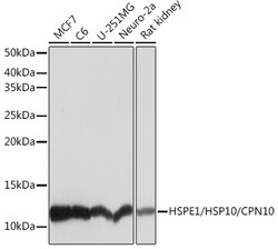 ABclonal Technology&nbsp;HSPE1/HSP10/CPN10 Rabbit mAb