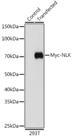 ABclonal Technology&nbsp;Mouse anti Myc-Tag mAb