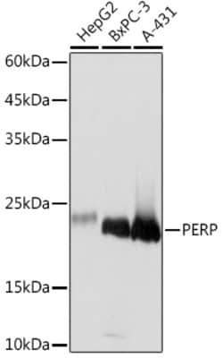 ABclonal Technology&nbsp;PERP Rabbit mAb