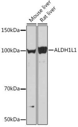 ABclonal Technology&nbsp;ALDH1L1 Rabbit mAb