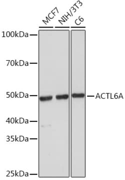 ABclonal Technology&nbsp;ACTL6A Rabbit mAb
