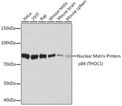 ABclonal Technology&nbsp;Nuclear Matrix Protein p84 (THOC1) Rabbit mAb