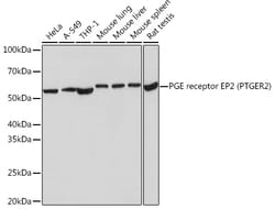 ABclonal Technology&nbsp;PGE receptor EP2 (PTGER2) Rabbit mAb