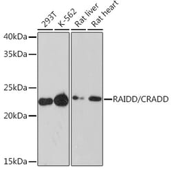 ABclonal Technology&nbsp;RAIDD/CRADD Rabbit mAb