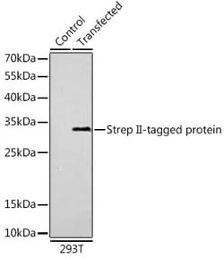 ABclonal Technology&nbsp;Mouse anti Strep II-Tag mAb