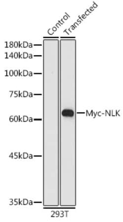 ABclonal Technology&nbsp;HRP-conjugated Mouse anti Myc-Tag mAb