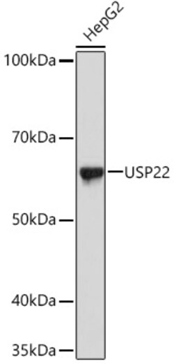 ABclonal Technology&nbsp;USP22 Rabbit mAb