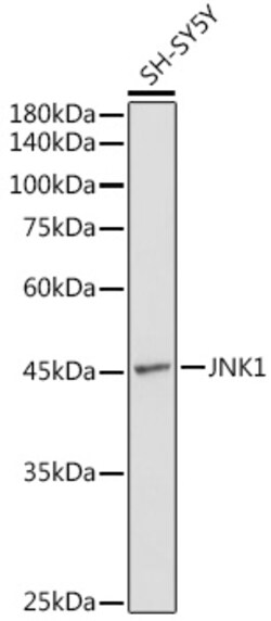 ABclonal Technology&nbsp;JNK1 Rabbit pAb