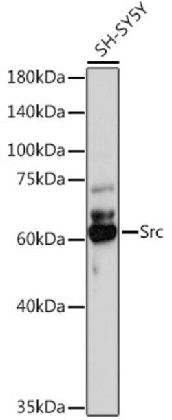 ABclonal Technology&nbsp;Src Rabbit pAb