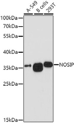 ABclonal Technology&nbsp;NOSIP Rabbit pAb