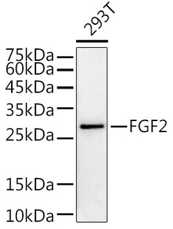 ABclonal Technology&nbsp;FGF2 Rabbit pAb