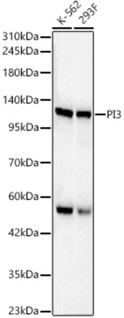 ABclonal Technology&nbsp;PI3 Kinase p110 beta Rabbit pAb