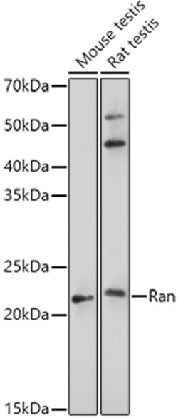 ABclonal Technology&nbsp;Ran Rabbit pAb