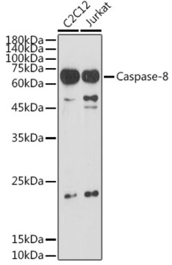ABclonal Technology&nbsp;Caspase-8 Rabbit pAb