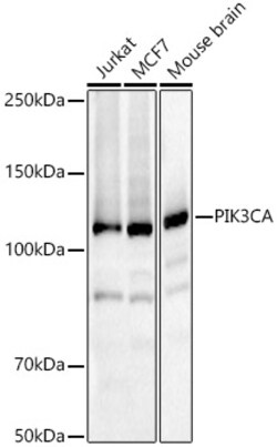ABclonal Technology&nbsp;PIK3CA Rabbit pAb