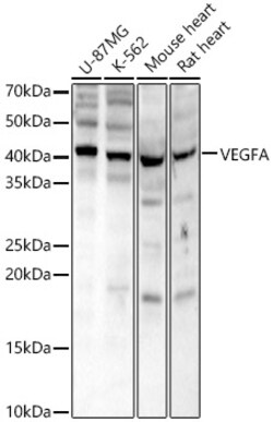 ABclonal Technology&nbsp;VEGFA Rabbit pAb