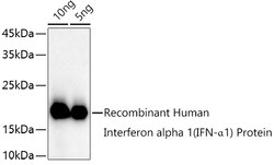 ABclonal Technology&nbsp;Interferon alpha 1 (IFN-α1) Rabbit pAb