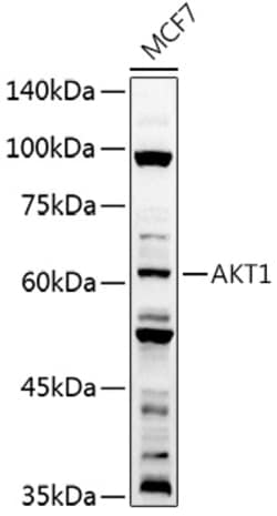 ABclonal Technology&nbsp;AKT1 Rabbit pAb