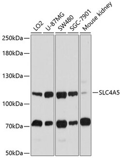 ABclonal Technology&nbsp;SLC4A5 Rabbit pAb