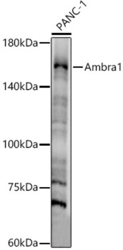 ABclonal Technology&nbsp;Ambra1 Rabbit pAb