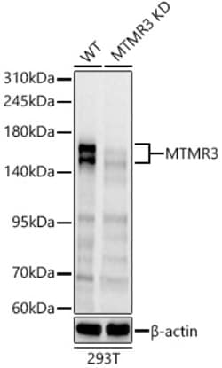 ABclonal Technology&nbsp;[KD Validated] MTMR3 Rabbit pAb