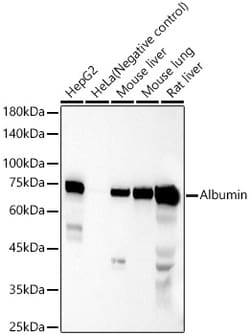 ABclonal Technology&nbsp;Albumin Rabbit pAb