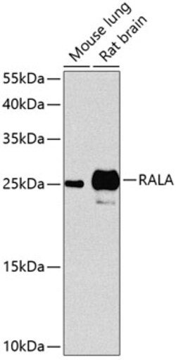 ABclonal Technology&nbsp;RALA Rabbit pAb