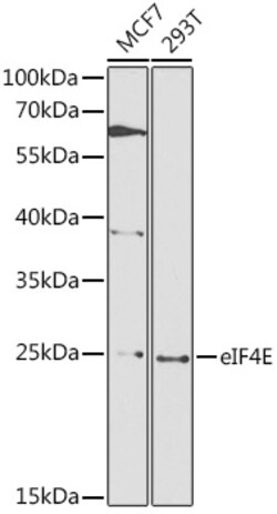 ABclonal Technology&nbsp;eIF4E Rabbit pAb