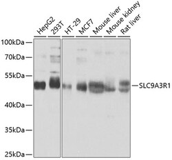 ABclonal Technology&nbsp;SLC9A3R1 Rabbit pAb