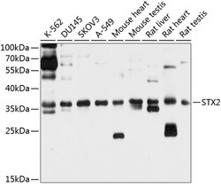 ABclonal Technology&nbsp;STX2 Rabbit pAb