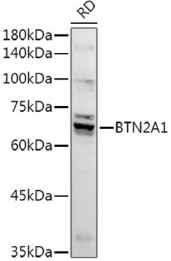 ABclonal Technology&nbsp;BTN2A1 Rabbit pAb