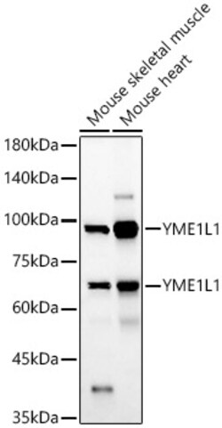 ABclonal Technology&nbsp;YME1L1 Rabbit pAb