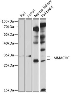 ABclonal Technology&nbsp;MMACHC Rabbit pAb
