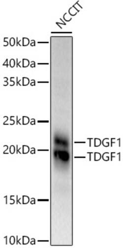 ABclonal Technology&nbsp;TDGF1 Rabbit pAb