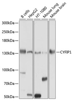 ABclonal Technology&nbsp;CYFIP1 Rabbit pAb